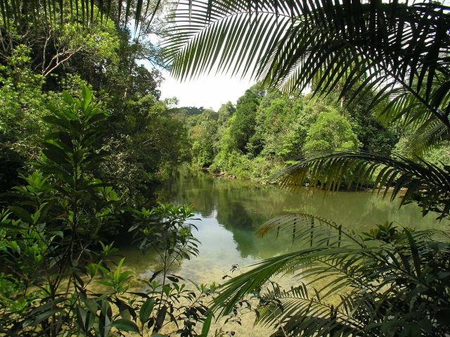 Menjelajahi Taman Nasional Tanjung Puting